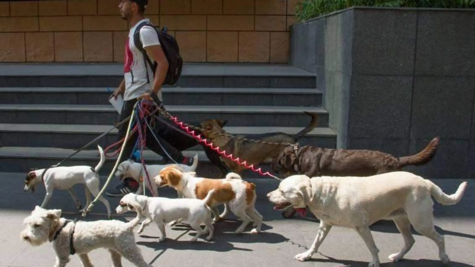 paseador de perros : Cuartoscuro